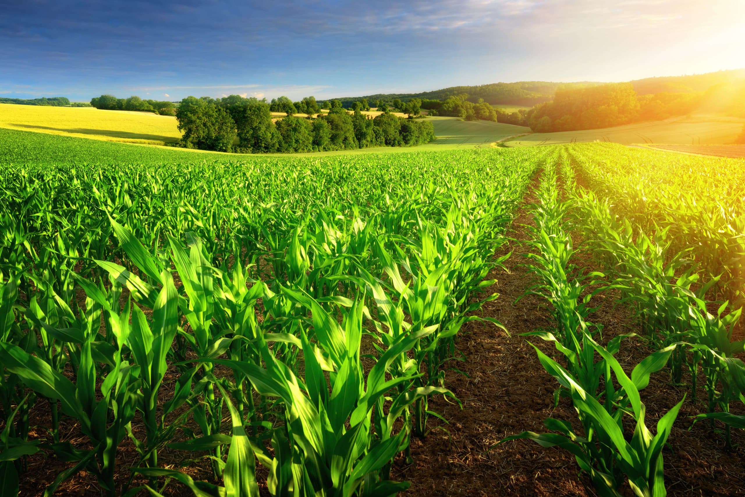 TFI Celebrates Recognition of Phosphate and Potash as Critical Minerals