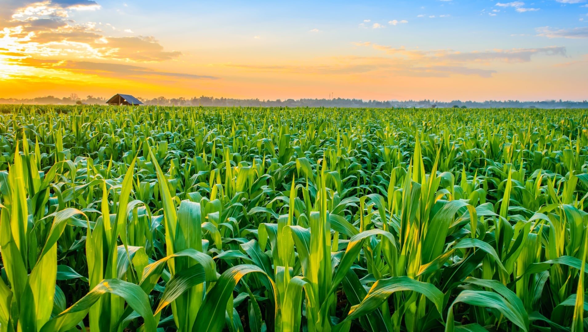 Congressional Letter Urging Key Additions to Critical Minerals List