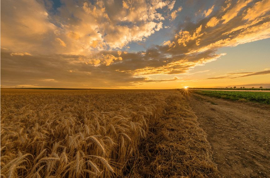 Better Crops 2019